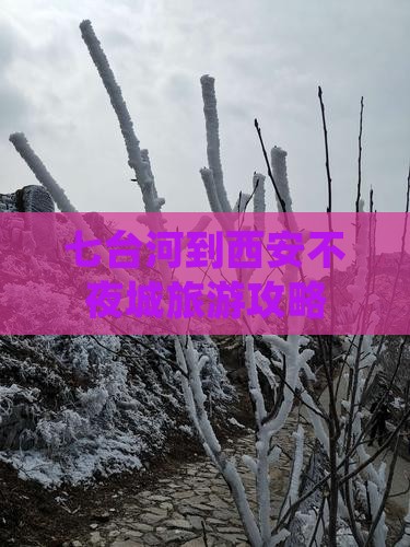 七台河到西安大唐不夜城自由团