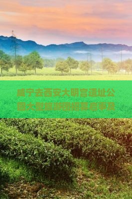 咸宁去西安大明宫遗址公园大型旅游团招募启事及行程安排