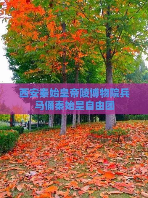 丽水去西安秦始皇帝陵博物院自由团