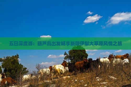 五日深度游：葫芦岛出发畅享新疆伊犁大草原风情之旅