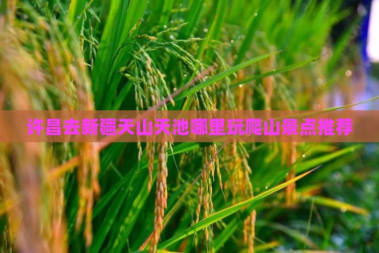 许昌去新疆天山天池哪里玩爬山景点推荐