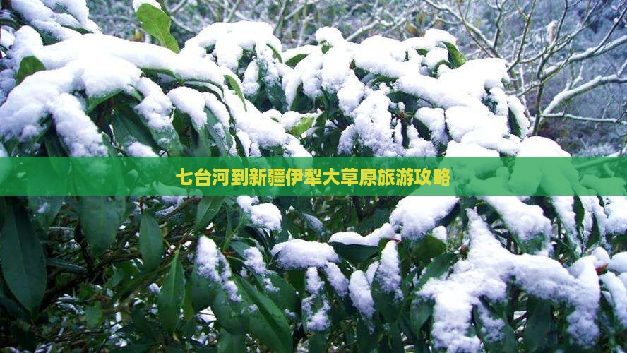 七台河到新疆伊犁大草原旅游攻略