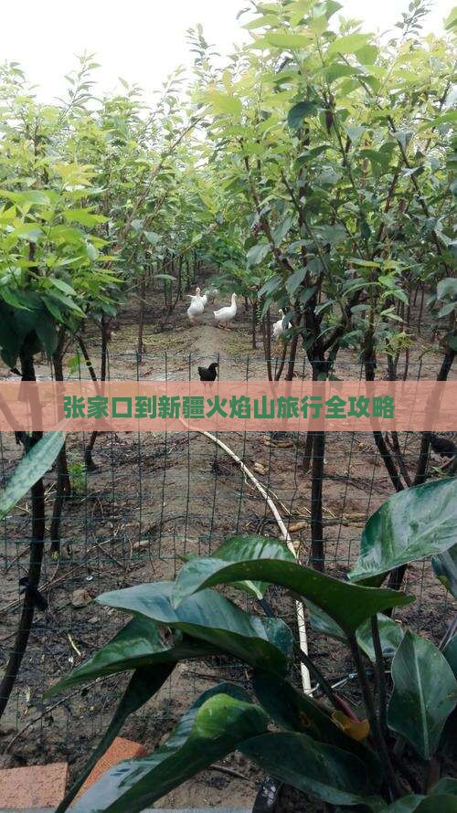 张家口到新疆火焰山旅行全攻略