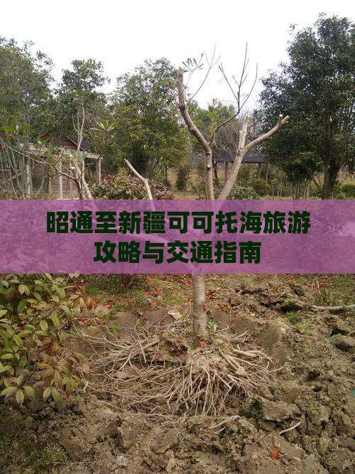 昭通至新疆可可托海旅游攻略与交通指南