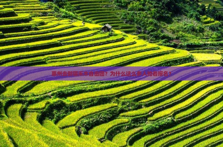惠州去新疆禾木自由团