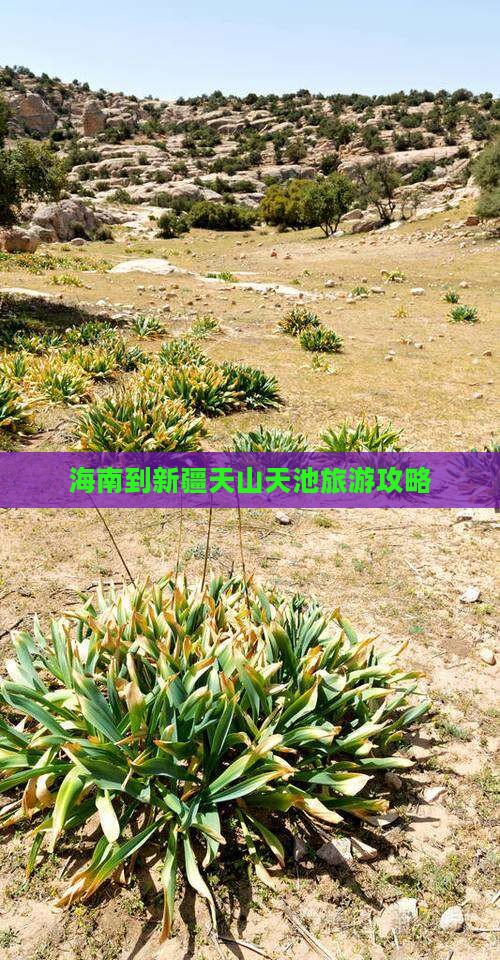 海南到新疆天山天池旅游攻略