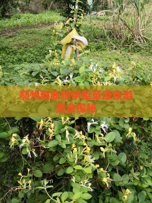 鄂州到新疆伊犁草原旅游美食探秘
