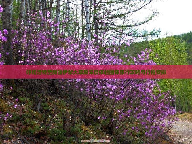 呼和浩特至新疆伊犁大草原深度体验团体旅行攻略与行程安排