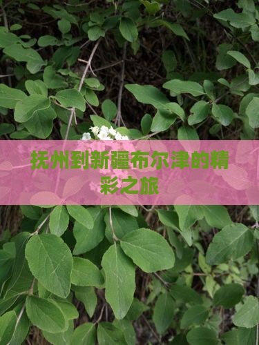 抚州到新疆布尔津的精彩之旅