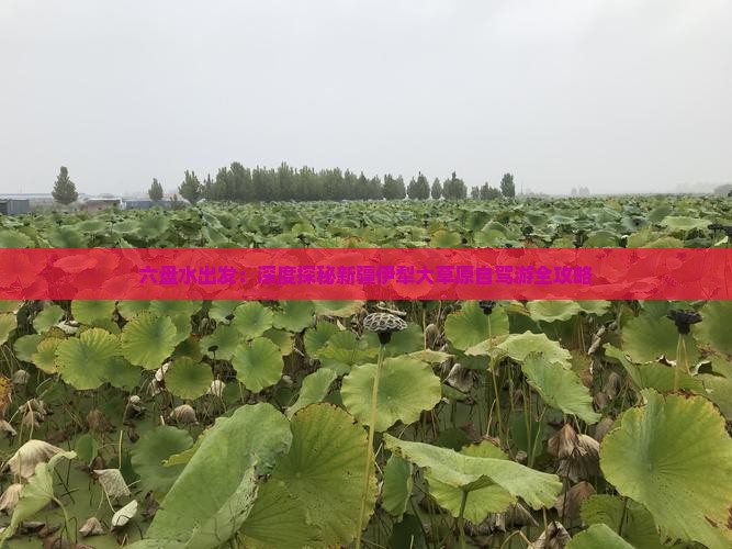 六盘水出发：深度探秘新疆伊犁大草原自驾游全攻略