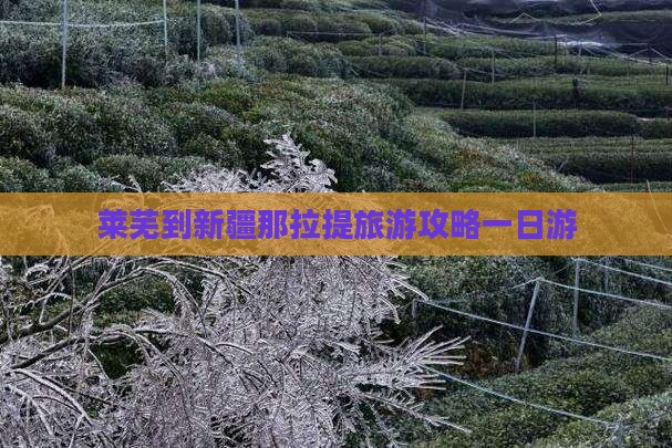 莱芜到新疆那拉提一日
