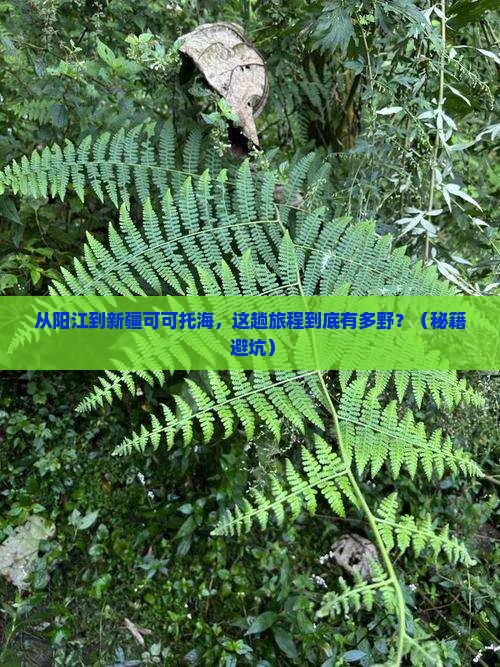 阳江到新疆可可托海哪里玩