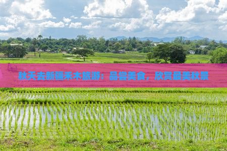 秋天去新疆禾木旅游：品尝美食，欣赏最美秋景