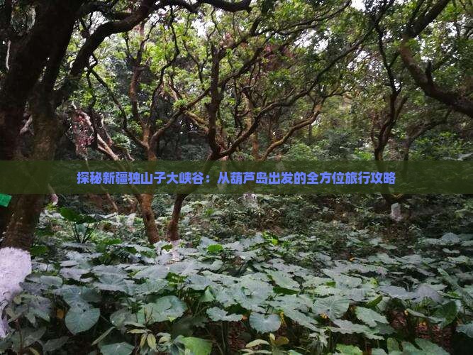 探秘新疆独山子大峡谷：从葫芦岛出发的全方位旅行攻略