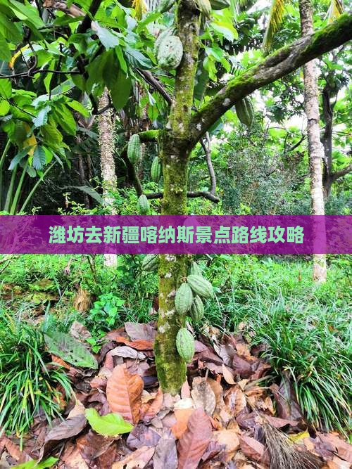 潍坊去新疆喀纳斯景点路线攻略