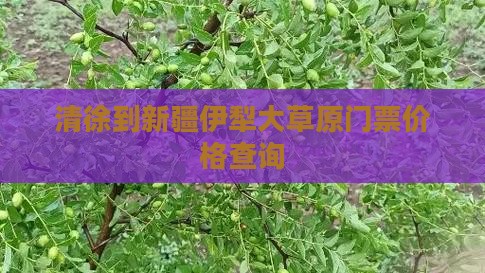 清徐到新疆伊犁大草原门票价格查询