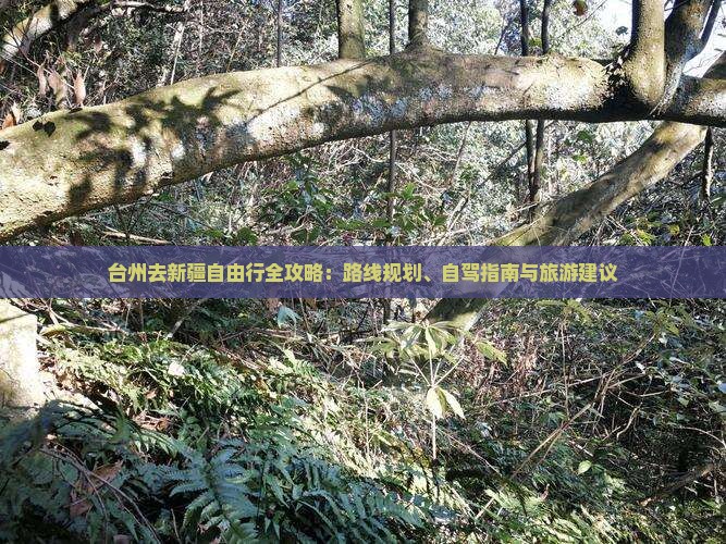 台州去新疆自由行全攻略：路线规划、自驾指南与旅游建议