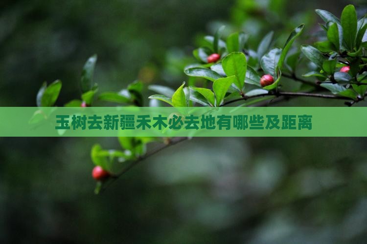 玉树去新疆禾木必去地有哪些及距离