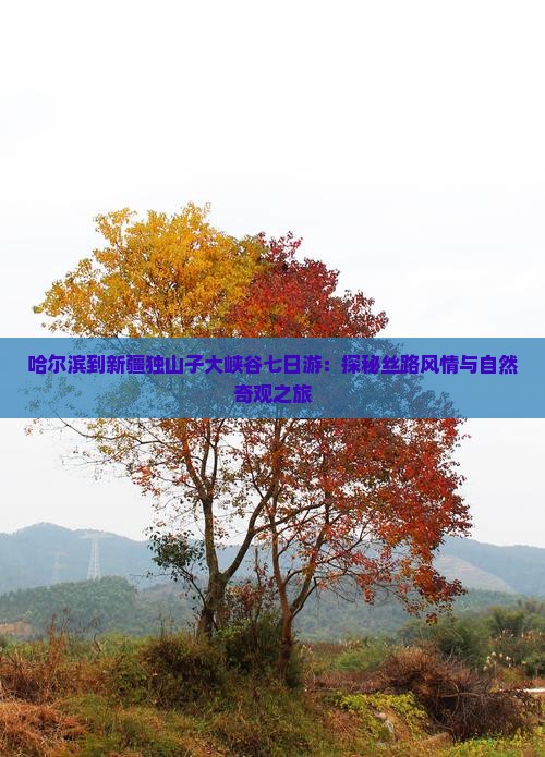 哈尔滨到新疆独山子大峡谷七日游：探秘丝路风情与自然奇观之旅