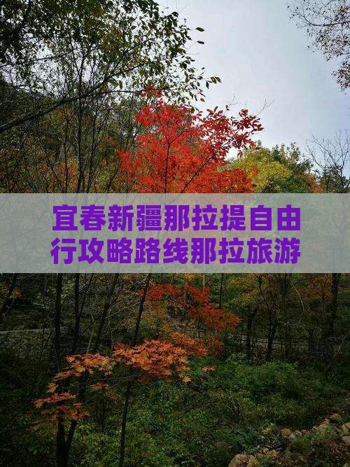 宜春去新疆那拉提自由行