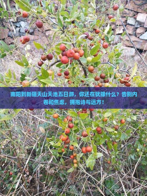 南阳到新疆天山天池五日游