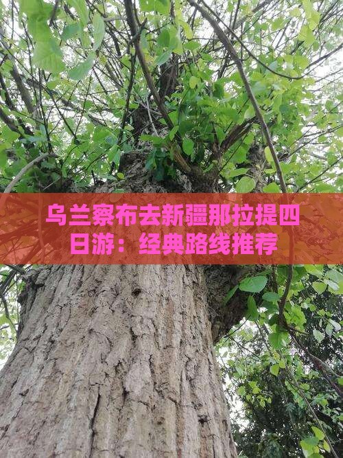 乌兰察布去新疆那拉提四日游：经典路线推荐