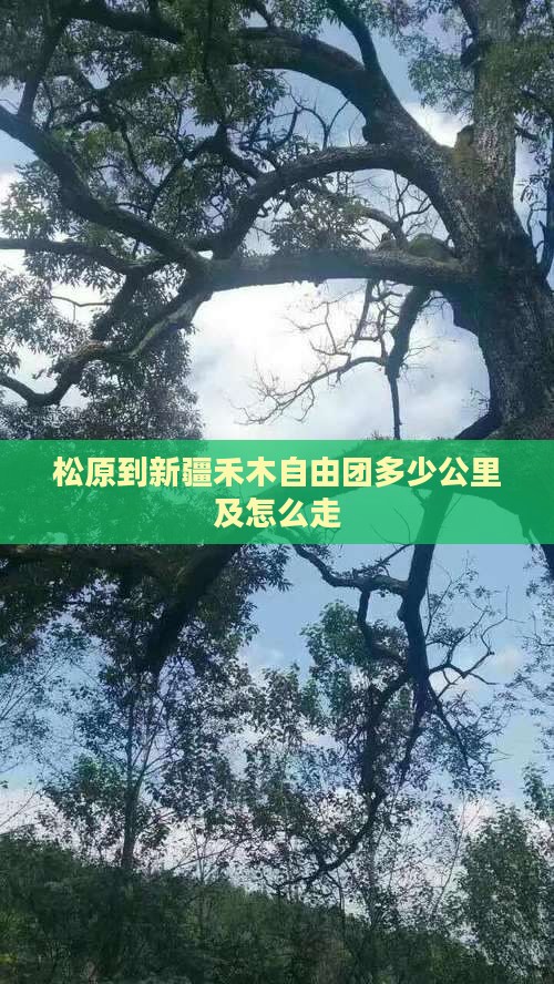 松原到新疆禾木自由团多少公里及怎么走