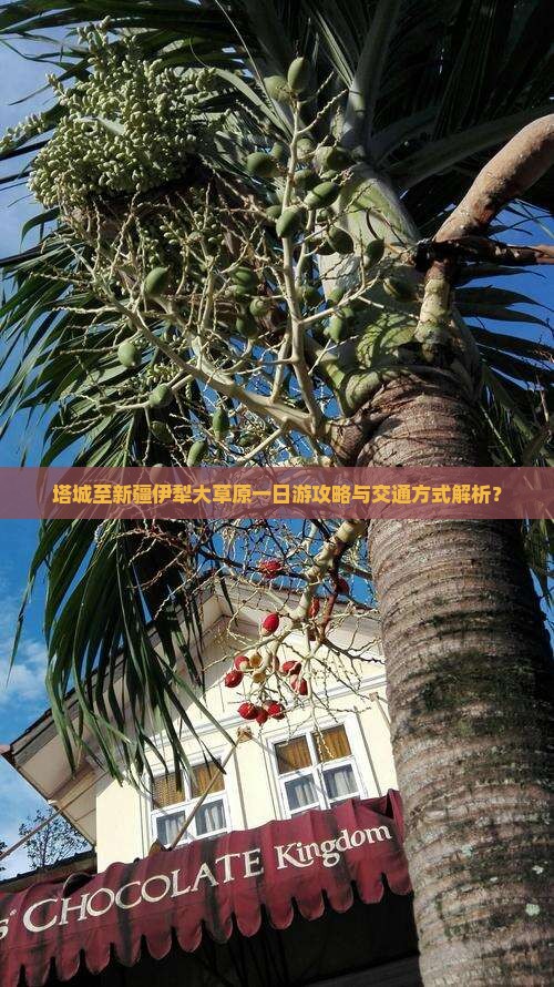 塔城至新疆伊犁大草原一日游攻略与交通方式解析？