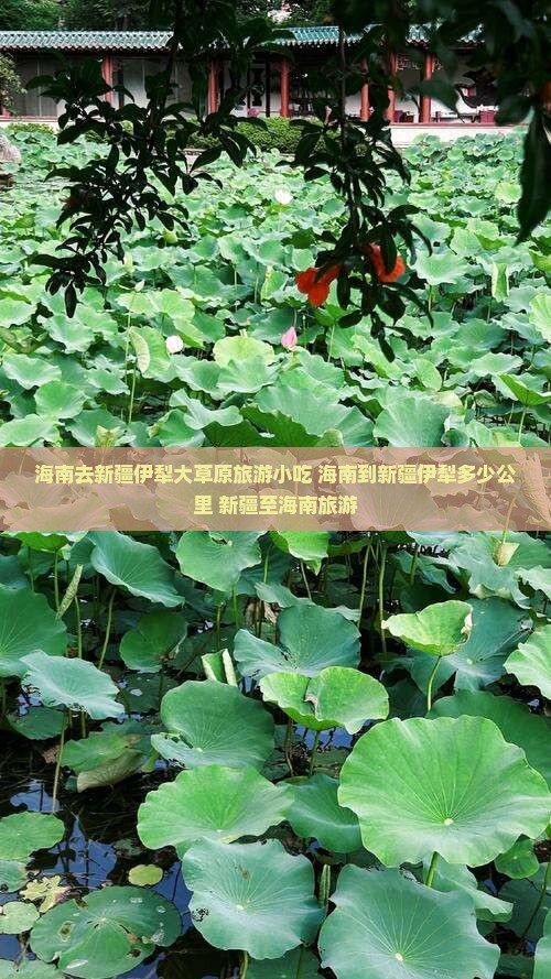 海南去新疆伊犁大草原旅游小吃