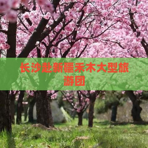 长沙去新疆禾木大型旅游团