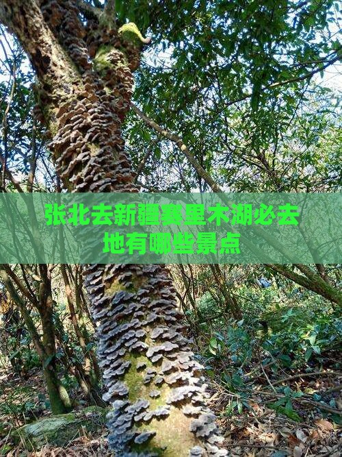 张北去新疆赛里木湖必去地有哪些景点
