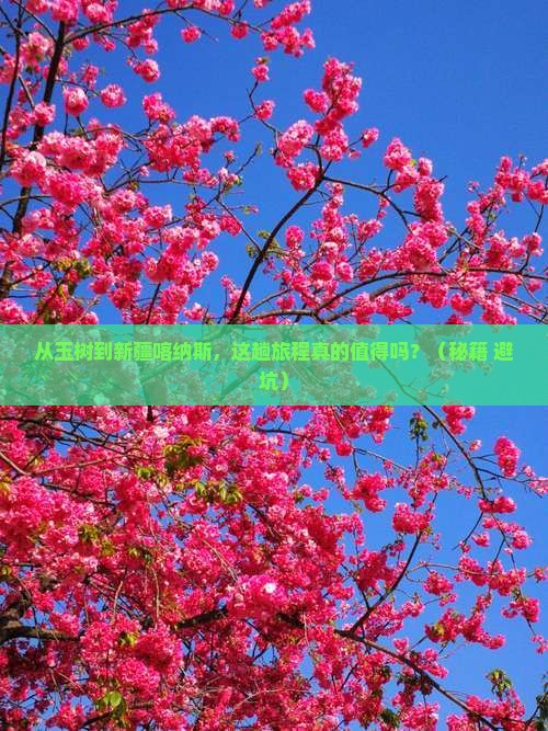 玉树到新疆喀纳斯景点