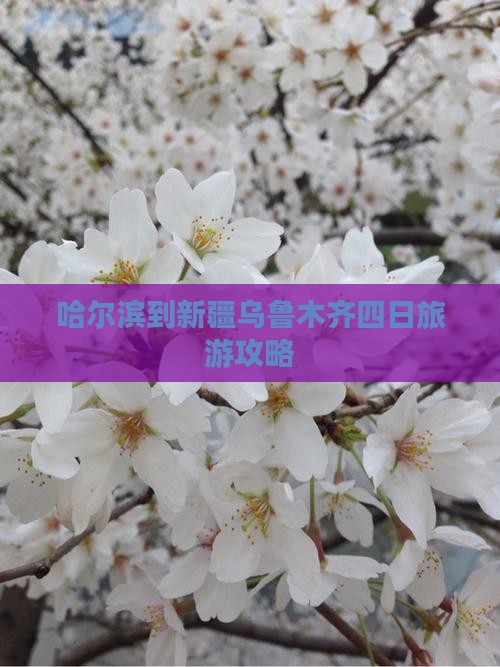 哈尔滨到新疆乌鲁木齐四日旅游攻略