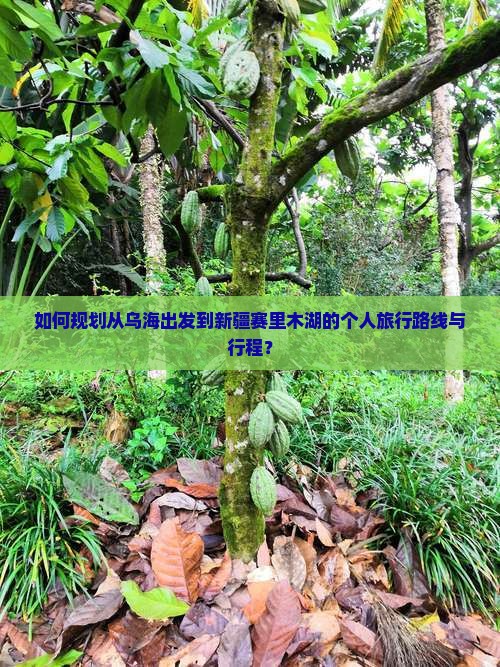 如何规划从乌海出发到新疆赛里木湖的个人旅行路线与行程？