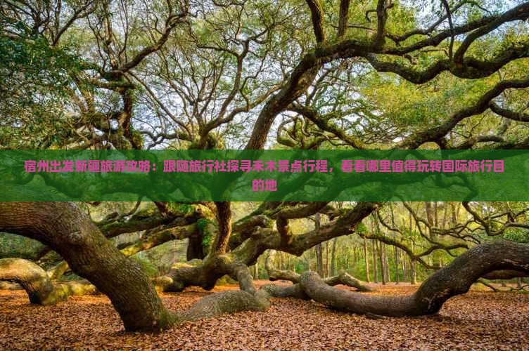 宿州出发新疆旅游攻略：跟随旅行社探寻禾木景点行程，看看哪里值得玩转国际旅行目的地