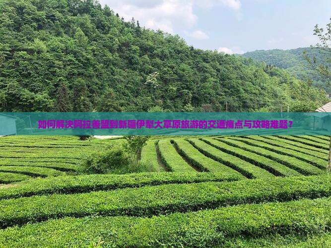 如何解决阿拉善盟到新疆伊犁大草原旅游的交通痛点与攻略难题？