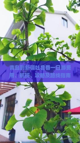 青岛到新疆吐鲁番一日游费用、航班、攻略及路线指南