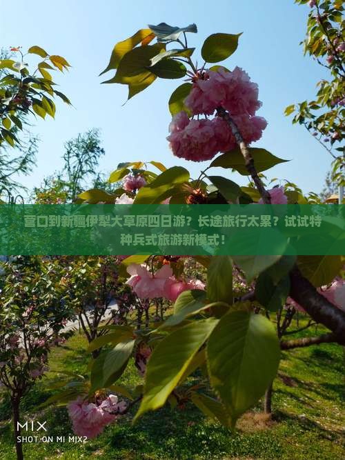 营口到新疆伊犁大草原四日游？长途旅行太累？试试特种兵式旅游新模式！