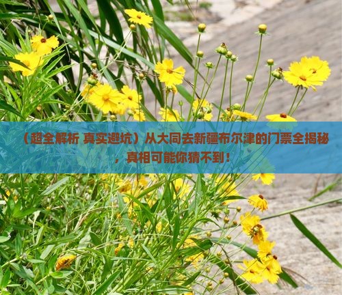 大同到新疆布尔津门票