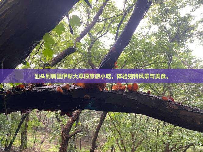 汕头到新疆伊犁大草原旅游小吃