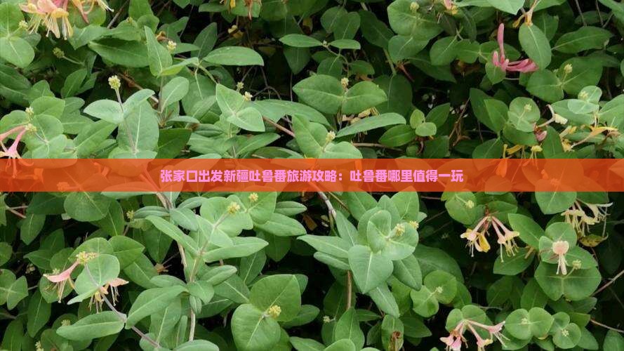 张家口出发新疆吐鲁番旅游攻略：吐鲁番哪里值得一玩