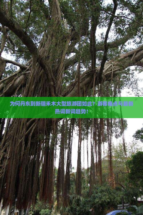 为何丹东到新疆禾木大型旅游团如此？游客痛点与最新热词新词趋势！
