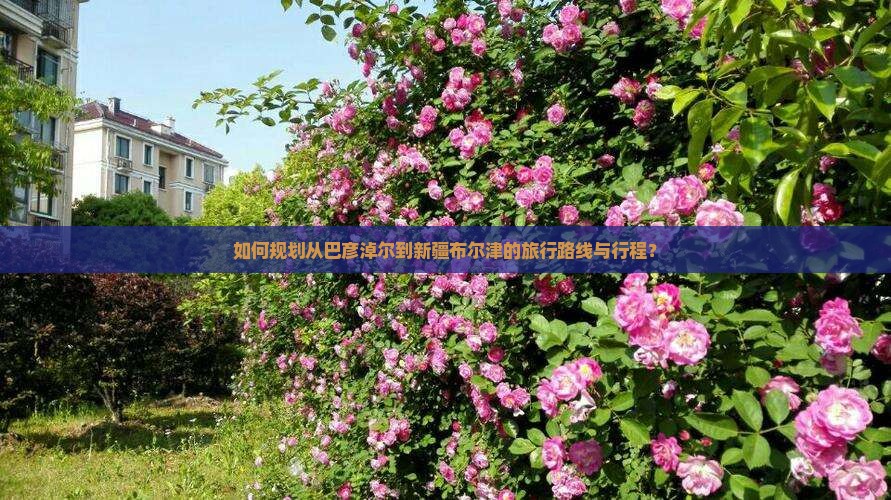 如何规划从巴彦淖尔到新疆布尔津的旅行路线与行程？
