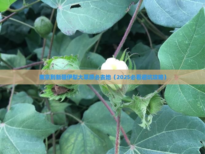 南京到新疆伊犁大草原必去地