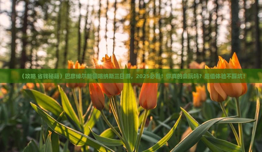 巴彦倬尔去新疆喀纳斯三日游