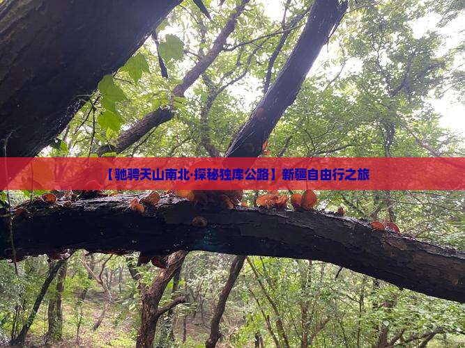 【驰骋天山南北·探秘独库公路】新疆自由行之旅