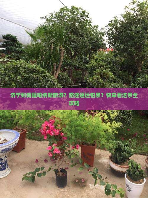 济宁到新疆喀纳斯旅游