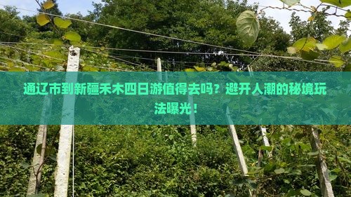 通辽市到新疆禾木四日游