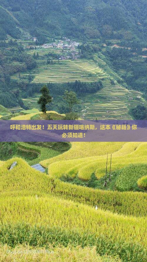 呼和浩特到新疆喀纳斯五日游