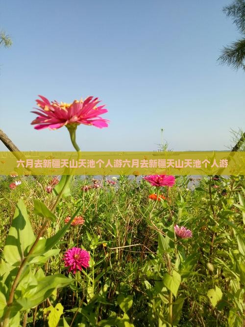 六月去新疆天山天池个人游